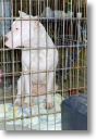 Elevage Los Guardianes de la Hacienda, une doguita importe d'argentine